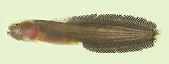 Dermatopsoides morrisonae