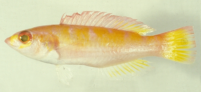 Decodon pacificus