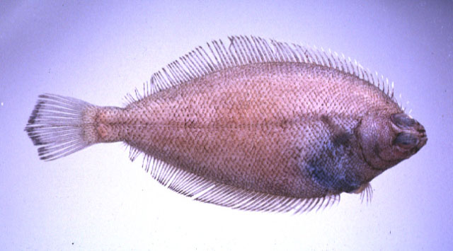 Dexistes rikuzenius