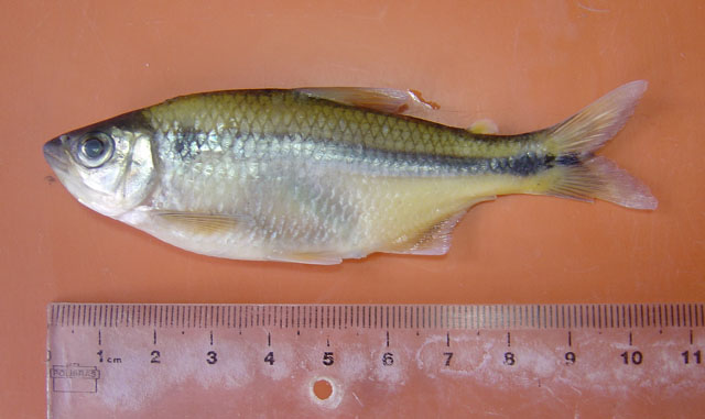 Deuterodon stigmaturus