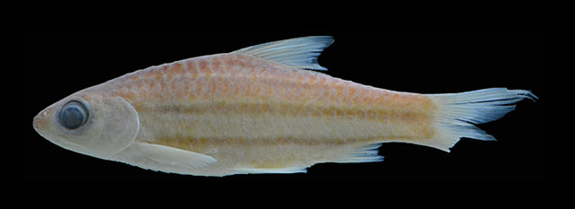 Desmopuntius trifasciatus