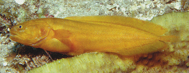 Diancistrus alleni