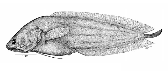 Diancistrus altidorsalis