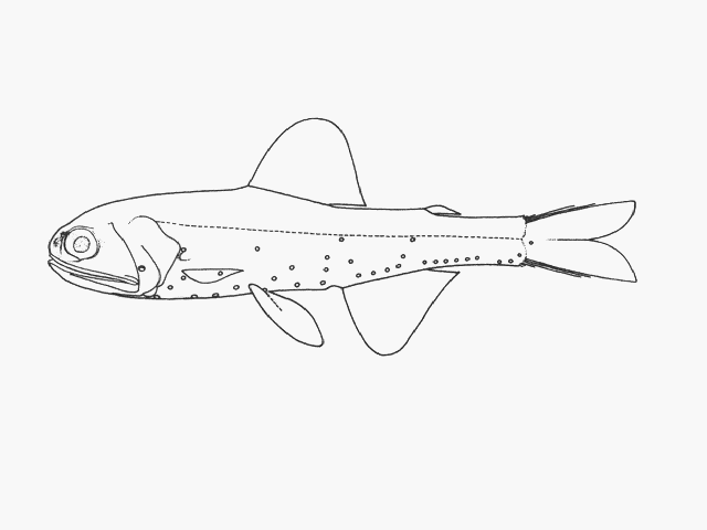 Diaphus antonbruuni