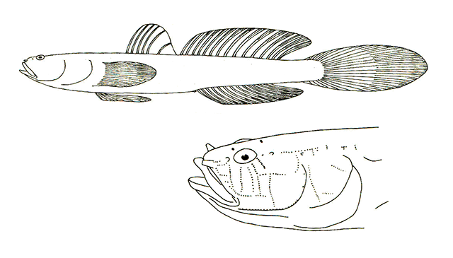 Didogobius bentuvii