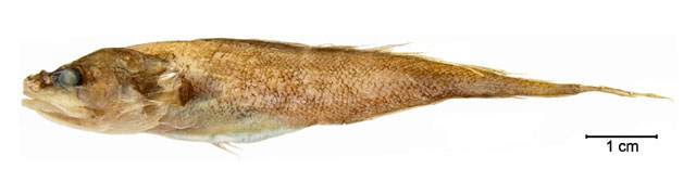 Diplacanthopoma brachysoma