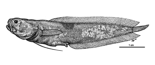 Diancistrus brevirostris