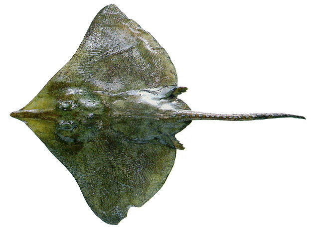 Dipturus bullisi
