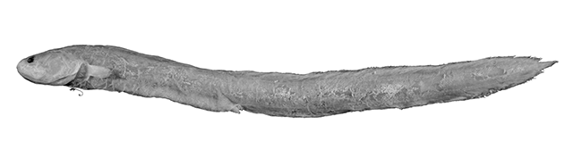 Dipulus caecus