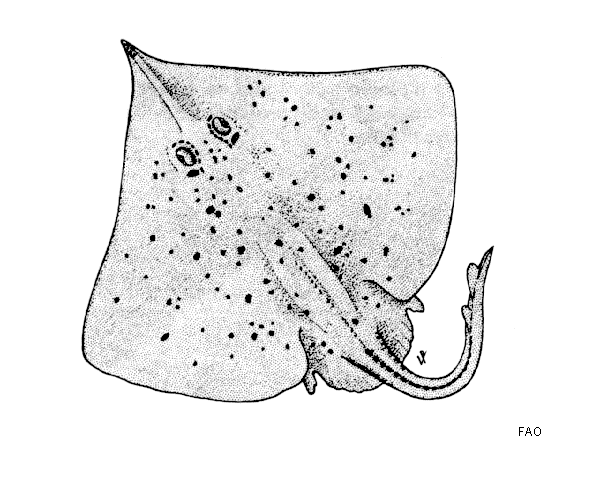 Dipturus campbelli