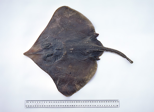Dipturus canutus