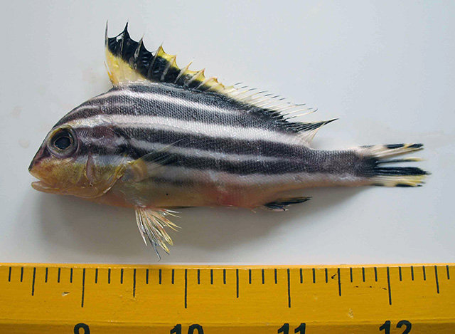 Plectorhinchus centurio