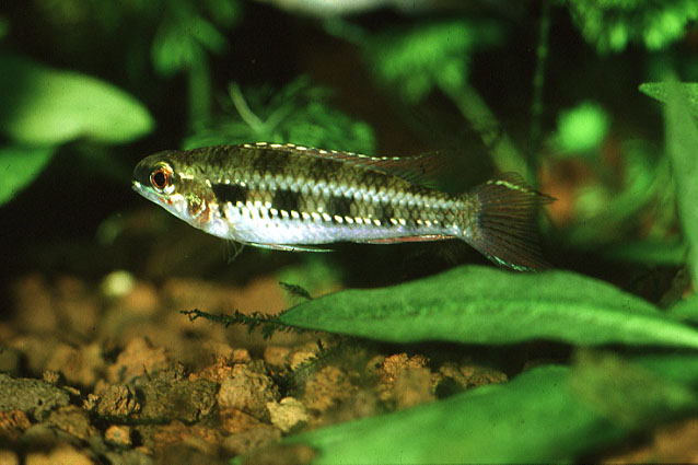 Difil_u0.jpg