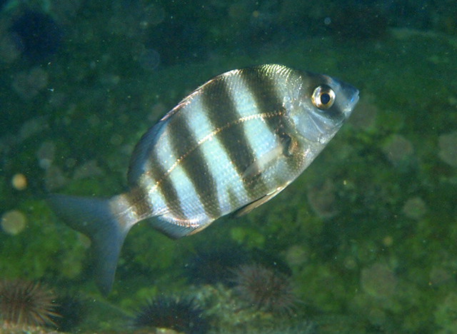 Diplodus hottentotus
