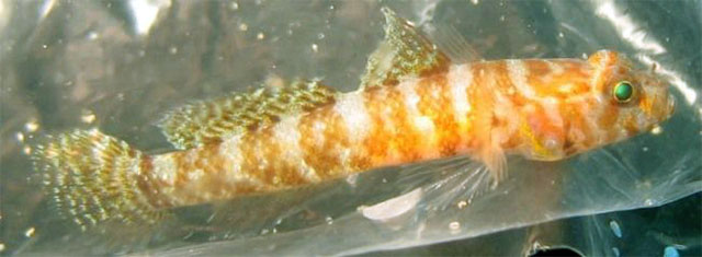 Marcelogobius janetarum