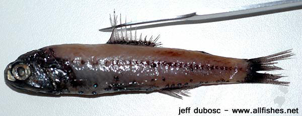 Dikap_u0.jpg