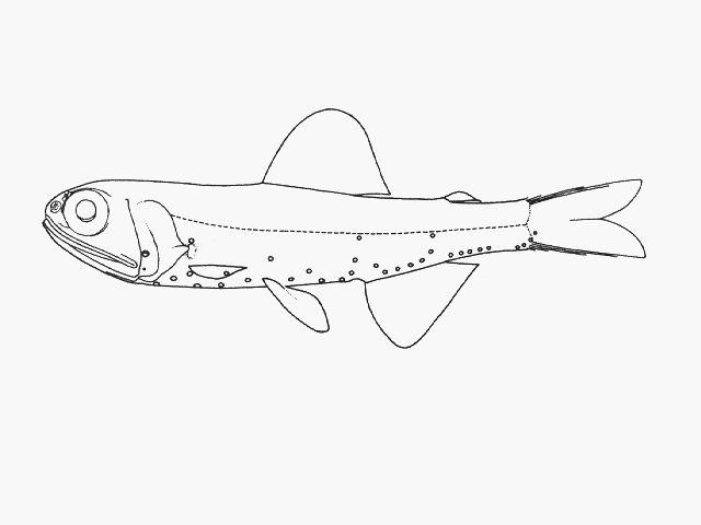 Diaphus knappi