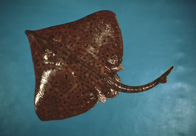 Dipturus laevis