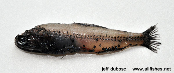 Diaphus luetkeni