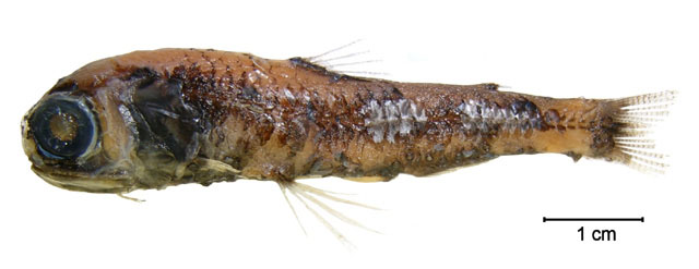 Diaphus mollis
