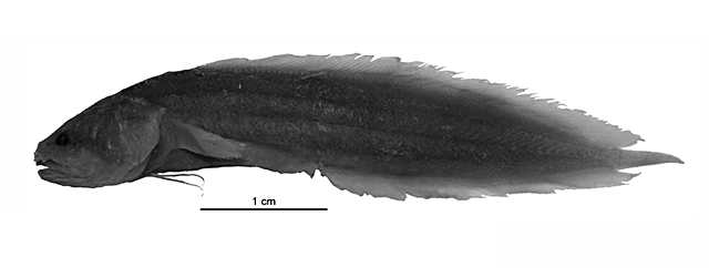 Didymothallus nudigena