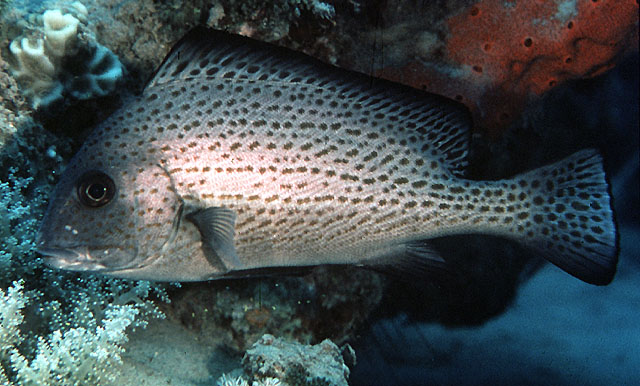 Diagramma punctatum