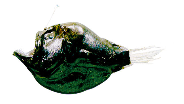 Diceratias pileatus