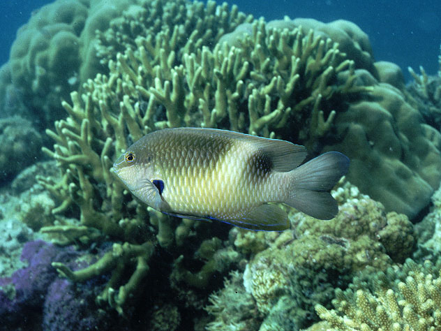 Dischistodus prosopotaenia