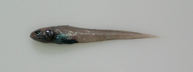 Dicrolene quinquarius