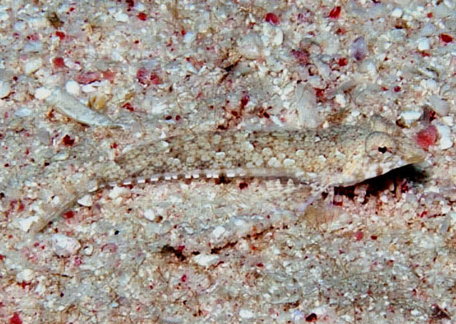 Diplogrammus randalli