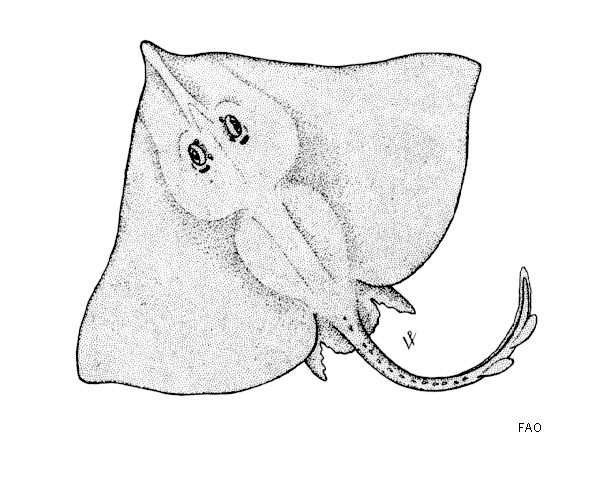 Dipturus springeri