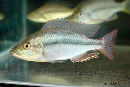 Dimidiochromis strigatus