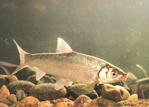 Distoechodon tumirostris