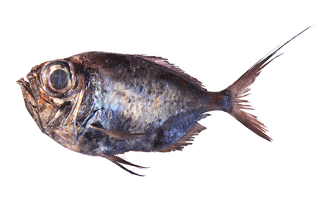 Diver_u0.jpg