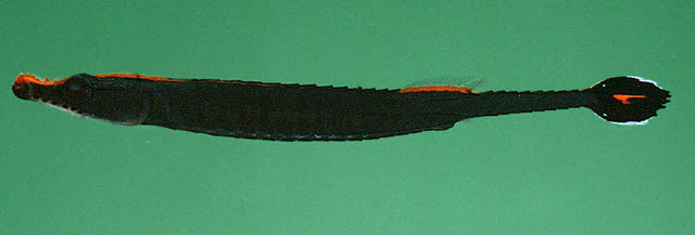 Doryrhamphus aurolineatus