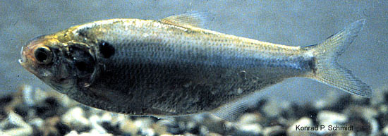 Dorosoma cepedianum