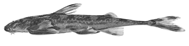 Doumea chappuisi