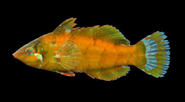 Doratonotus megalepis