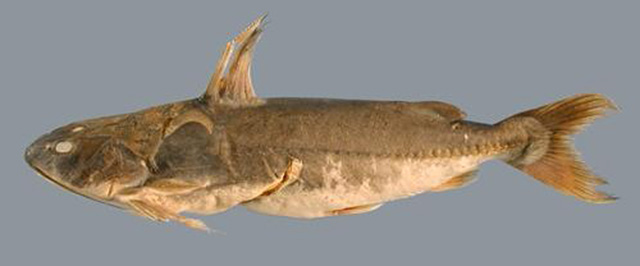 Doraops zuloagai