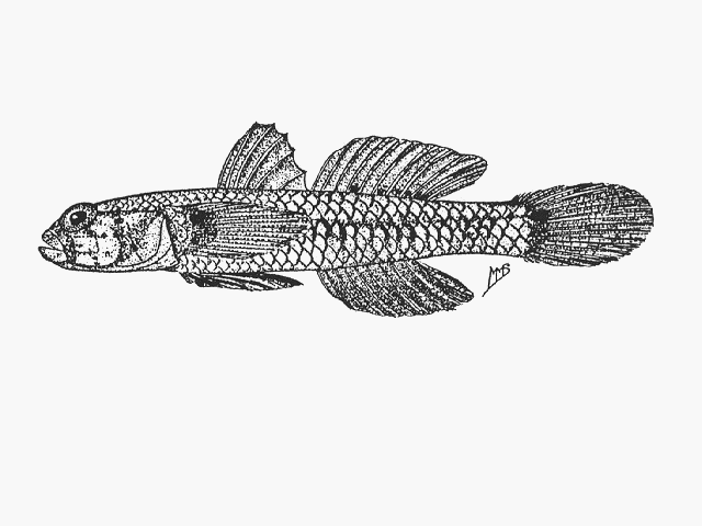 Drombus simulus