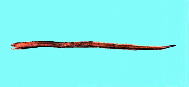 Dysomma dolichosomatum