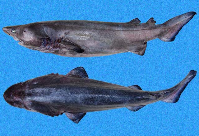 Echinorhinus cookei