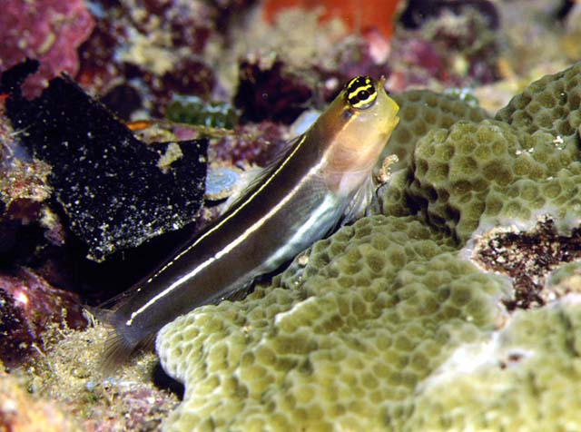 Ecsenius taeniatus