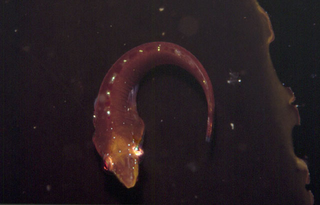 Eckloniaichthys scylliorhiniceps