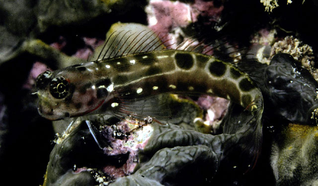 Ecsenius sellifer