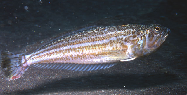 Echiichthys vipera