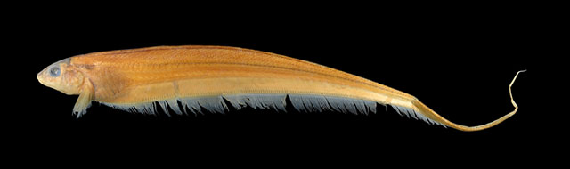 Eigenmannia wazowskii