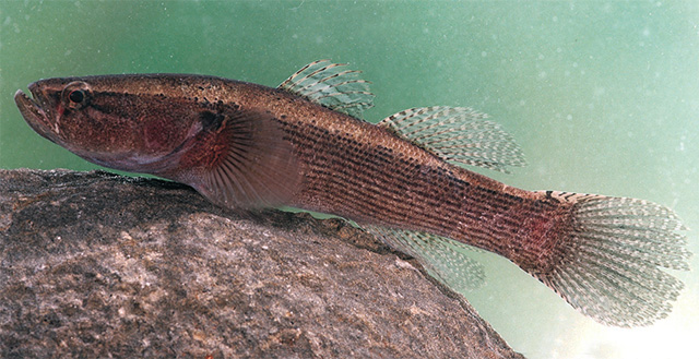 Eleotris klunzingerii