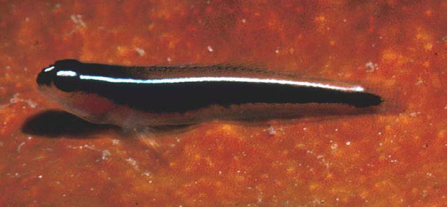 Elacatinus lori