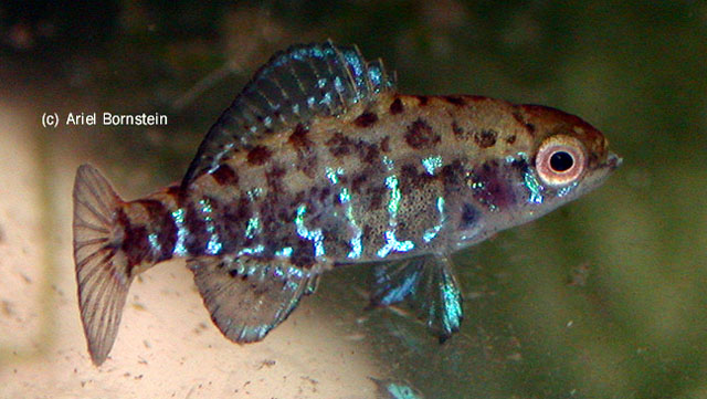 Elassoma okefenokee